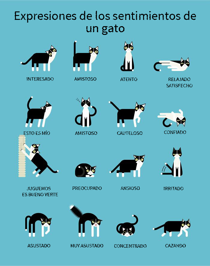 Una guía del lenguaje corporal felino
