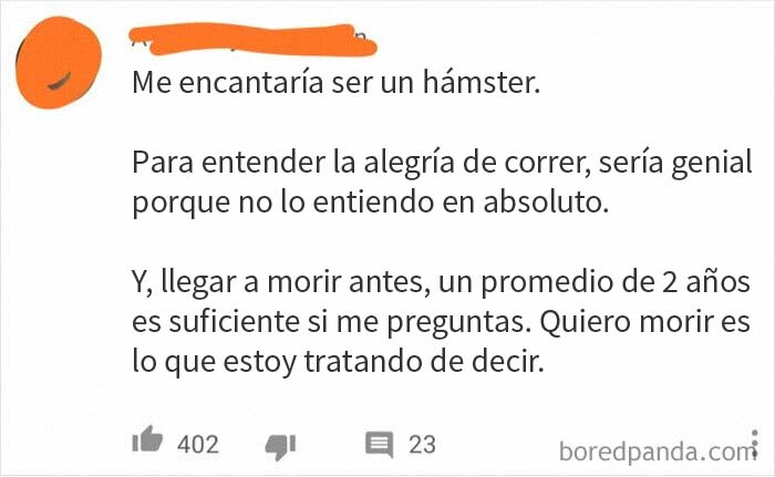 Comentario en un vídeo de un hámster