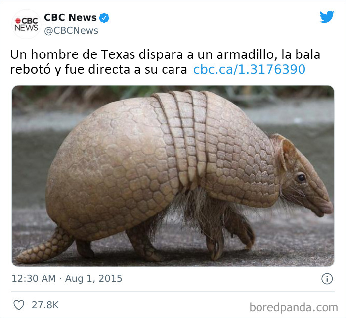 Armadillo, el cazador desarmado de hombres