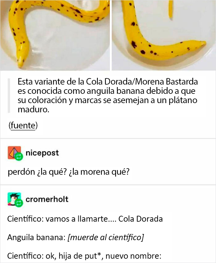 Esta anguila es una Banana. B A N A...