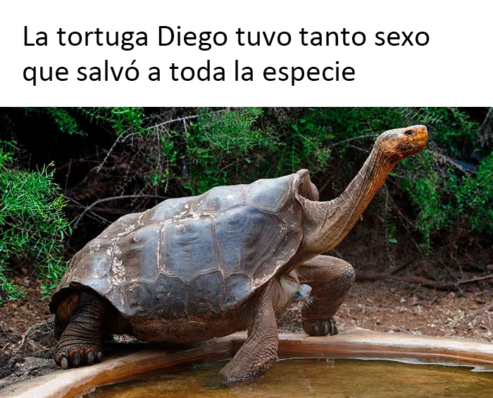 Diego, el semental
