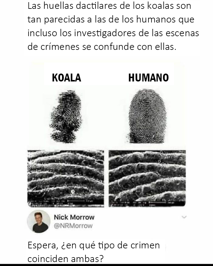 Ejercicio de escritura creativa. Cuenta una historia corta, en los comentarios, de una escena del crimen con huellas de koala y huellas humanas