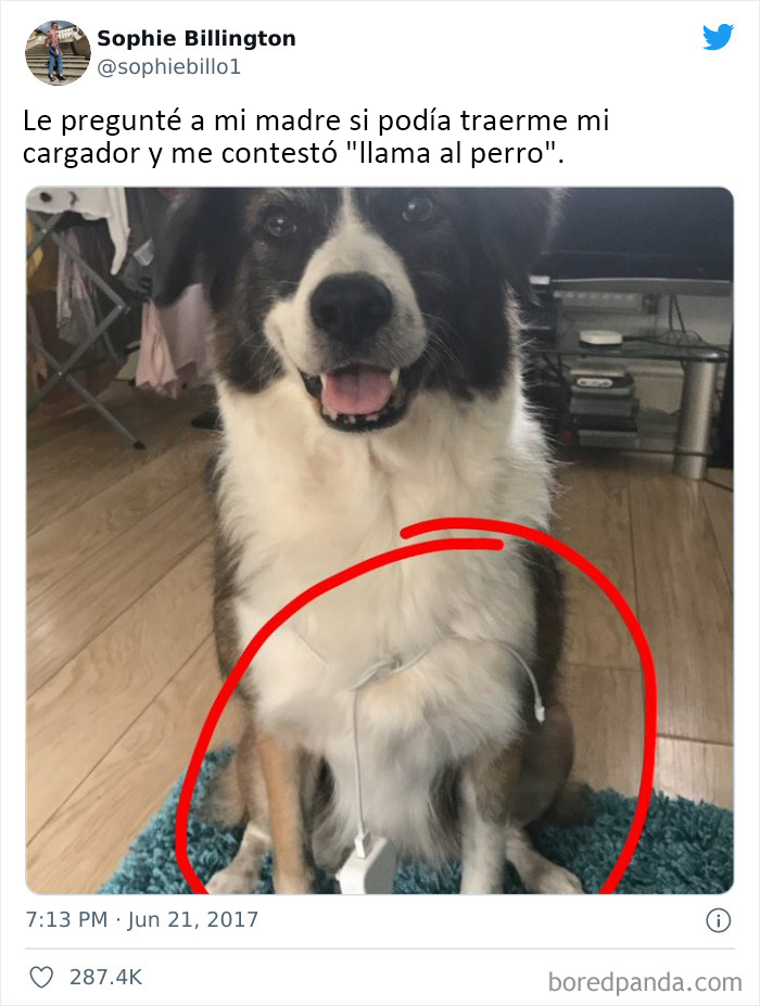 No nos merecemos a los perros