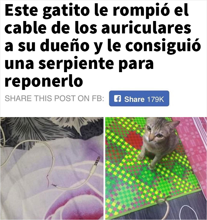 … de ser un buen gatito