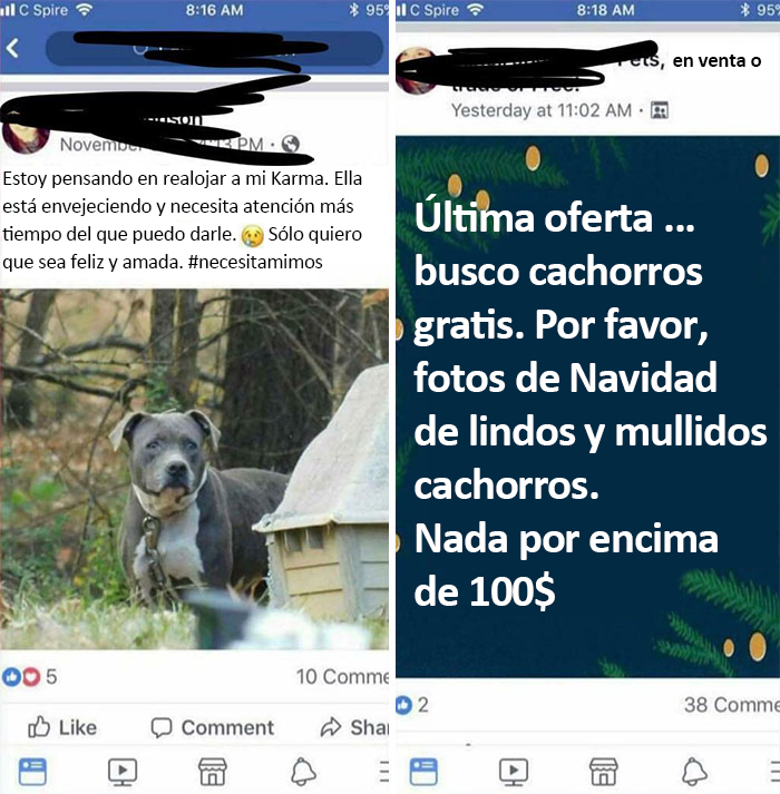 Regala un perro porque está envejeciendo y quiere un cachorro nuevo para Navidad