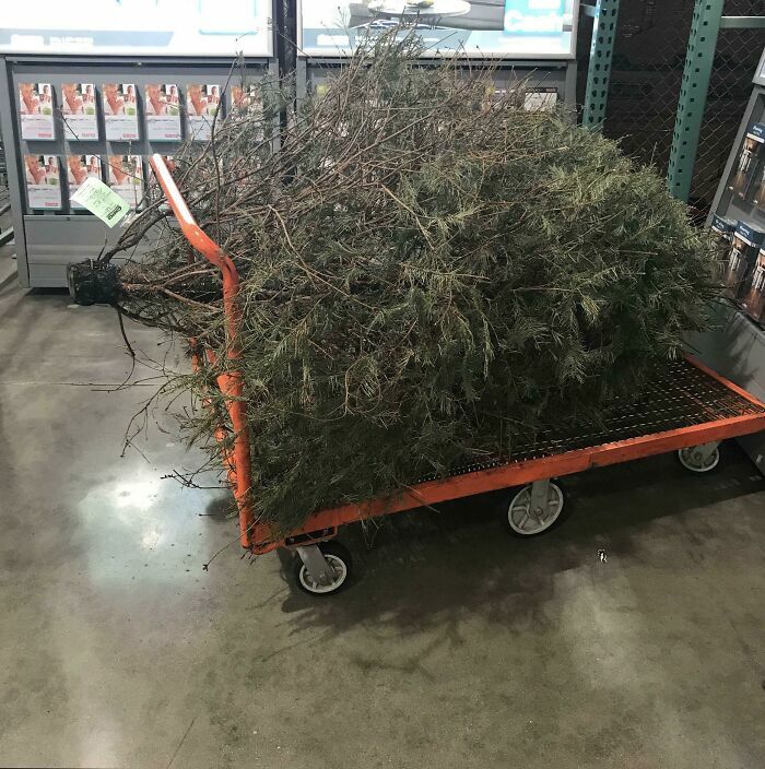 Devuelven Un Árbol Real De Navidad El Día Después A La Tienda Donde Lo Compraron
