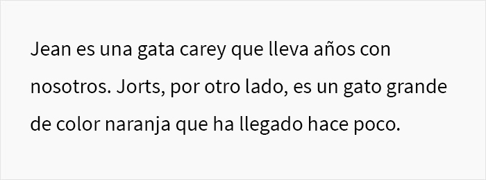 Este hombre hizo llorar a su compañera de trabajo por llamar “tonto” a uno de los gatos de la oficina, y el problema acaba involucrando a RR.HH