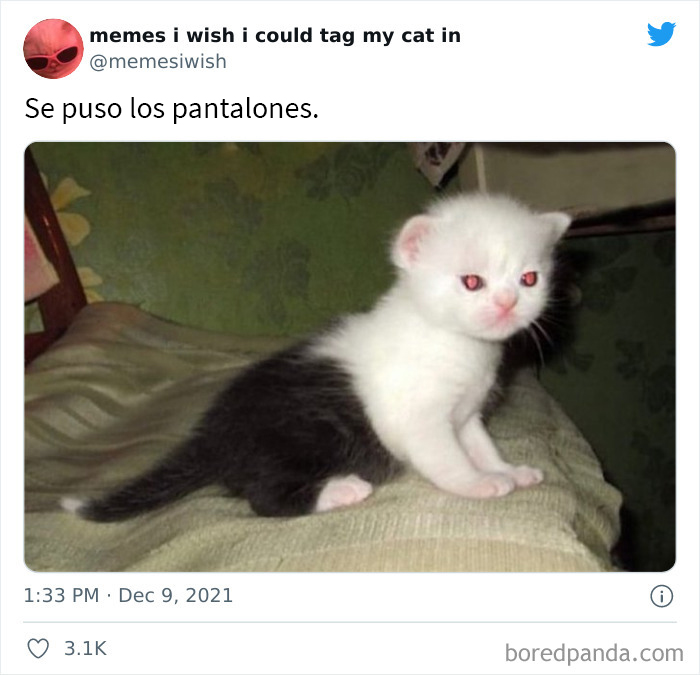 50 Of The Most Spot On "Memes I Wish I Could Tag My Cat In"