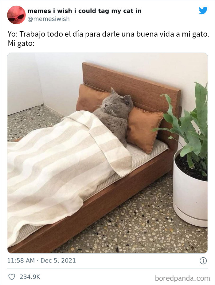 50 Of The Most Spot On "Memes I Wish I Could Tag My Cat In"