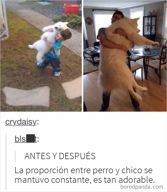 La proporción entre perro y chico