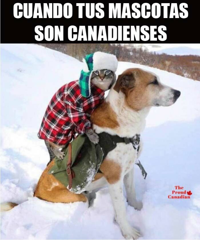 35 Canadian Memes That Are Making People Crack Up At The Country’s Stereotypes