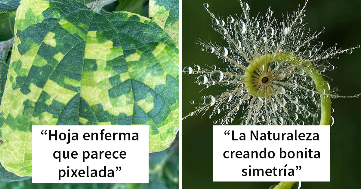 40 Ejemplos visualmente agradables de simetría geométrica en la naturaleza (nuevas fotos)