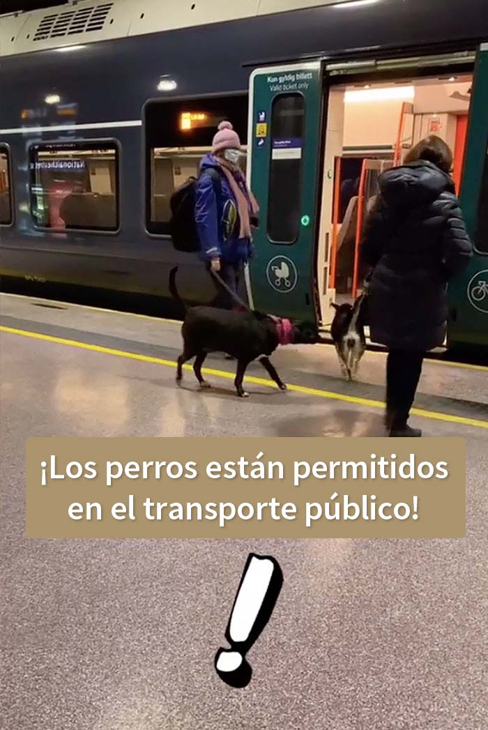 Los perros están permitidos en el transporte público