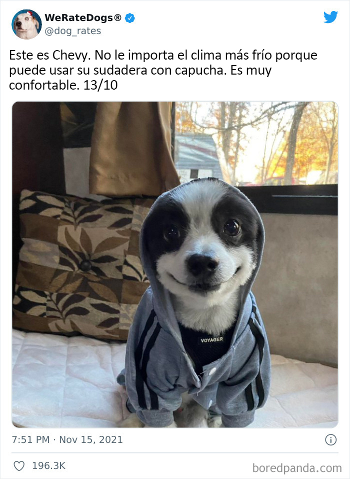 This Twitter Account Rates People's Dogs And It's Hilarious (50 New Pics)