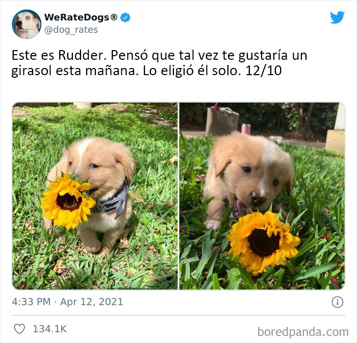This Twitter Account Rates People's Dogs And It's Hilarious (50 New Pics)