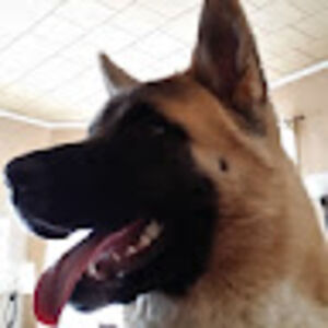 giobemo avatar