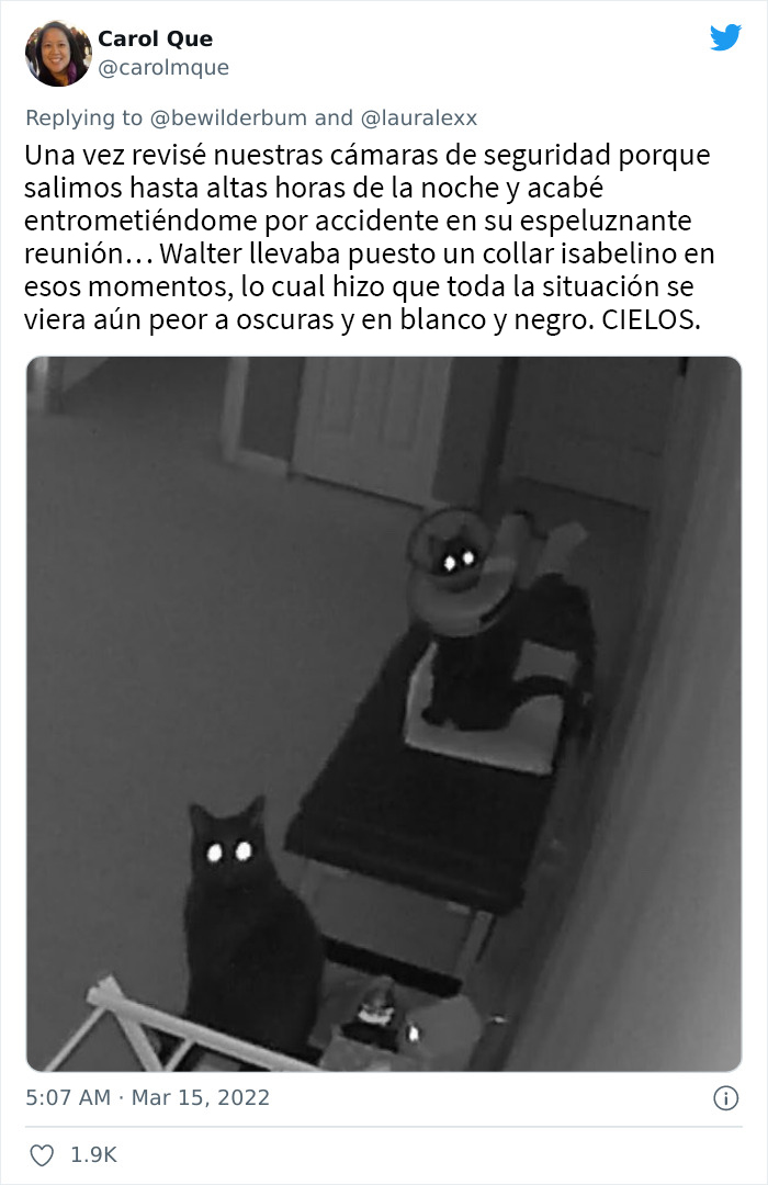 Estos usuarios relatan cómo son las curiosas rutinas nocturnas de sus gatos