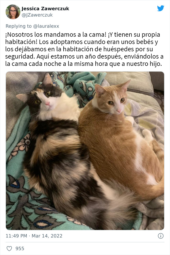 Estos usuarios relatan cómo son las curiosas rutinas nocturnas de sus gatos