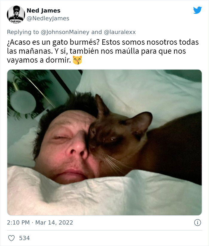 Estos usuarios relatan cómo son las curiosas rutinas nocturnas de sus gatos