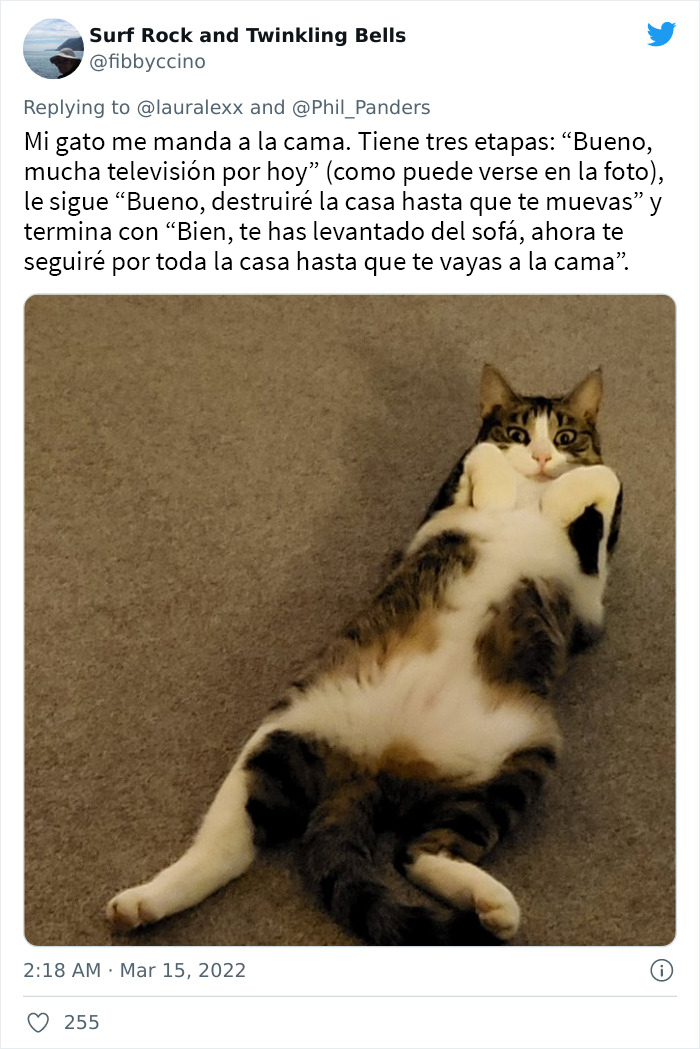 Estos usuarios relatan cómo son las curiosas rutinas nocturnas de sus gatos