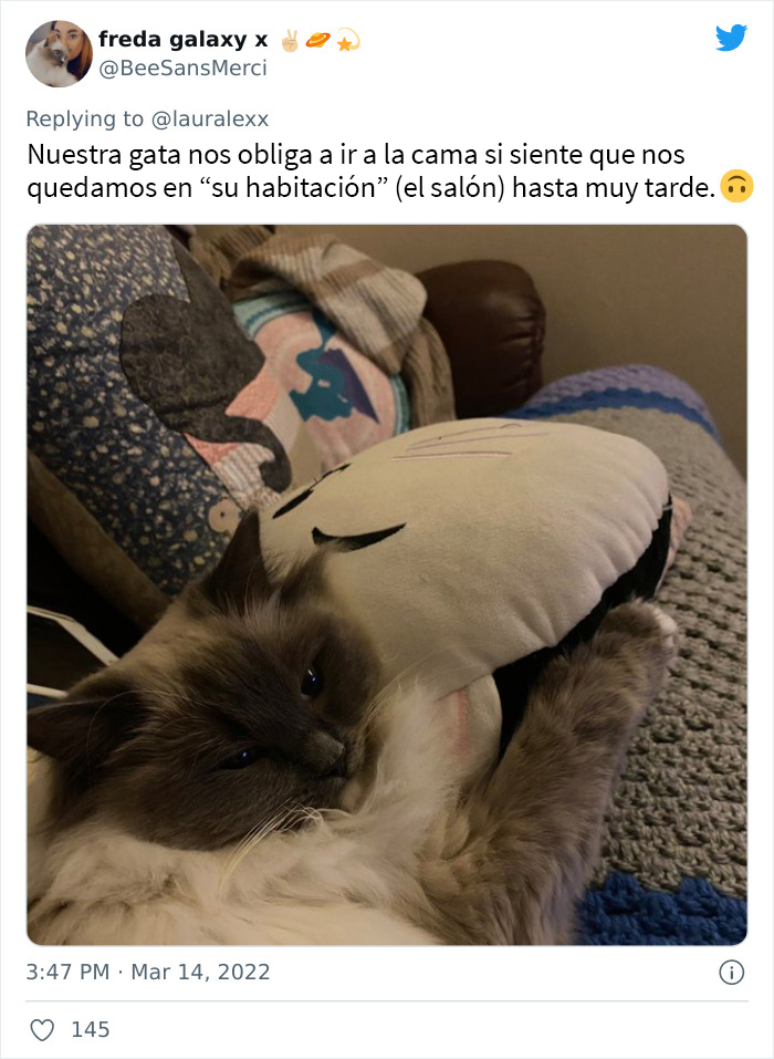 Estos usuarios relatan cómo son las curiosas rutinas nocturnas de sus gatos