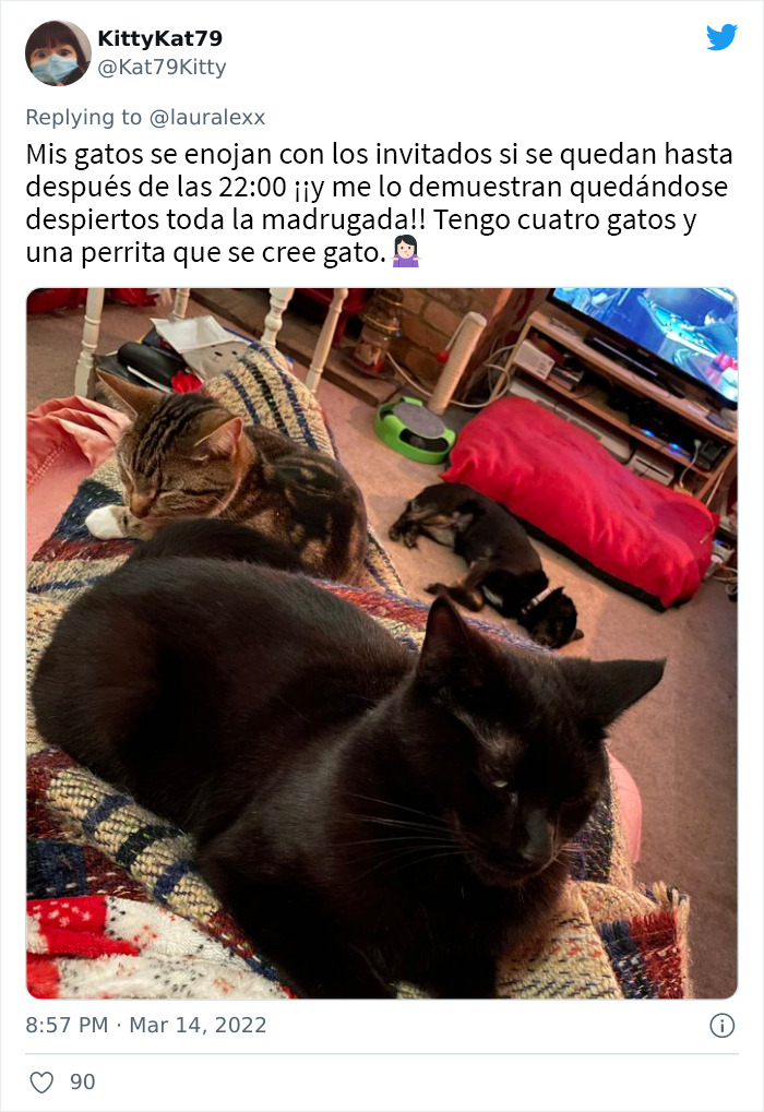 Estos usuarios relatan cómo son las curiosas rutinas nocturnas de sus gatos