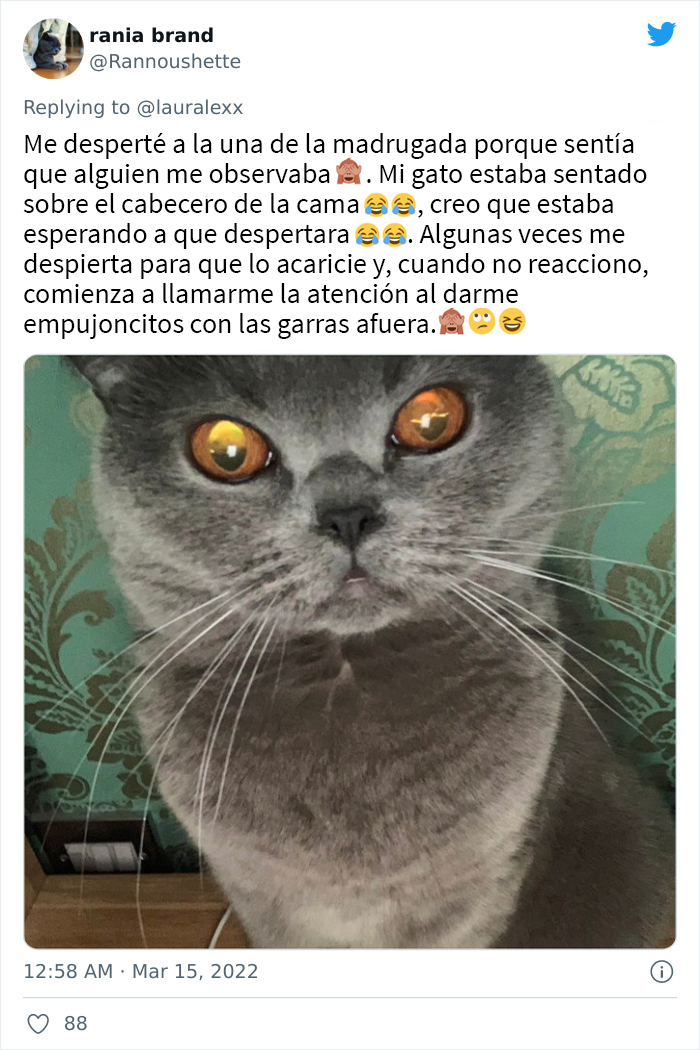 Estos usuarios relatan cómo son las curiosas rutinas nocturnas de sus gatos