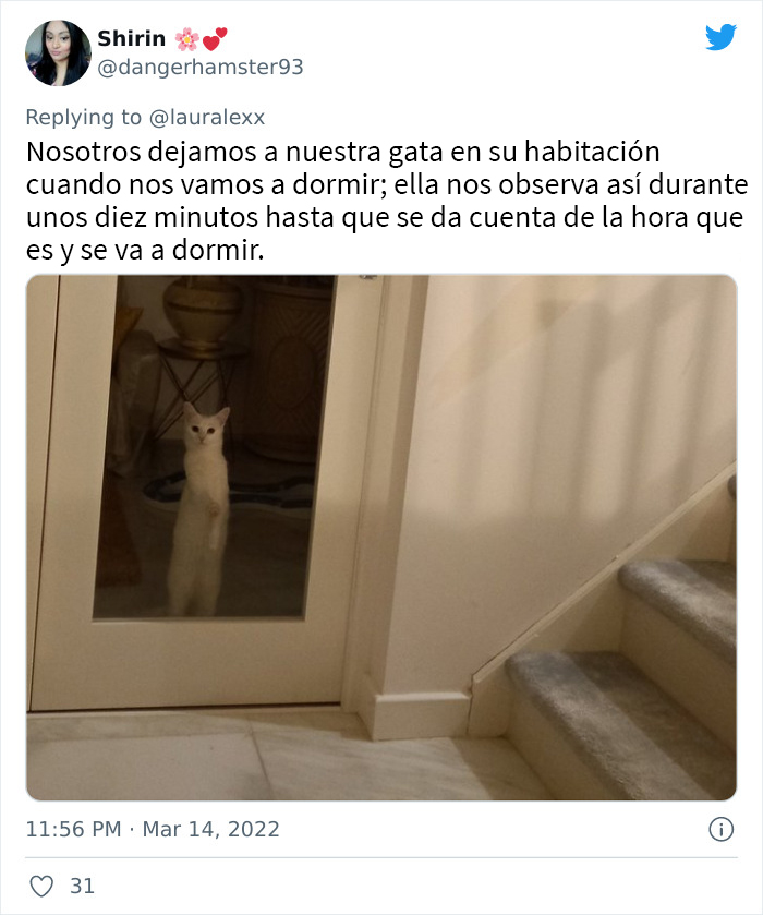 Estos usuarios relatan cómo son las curiosas rutinas nocturnas de sus gatos