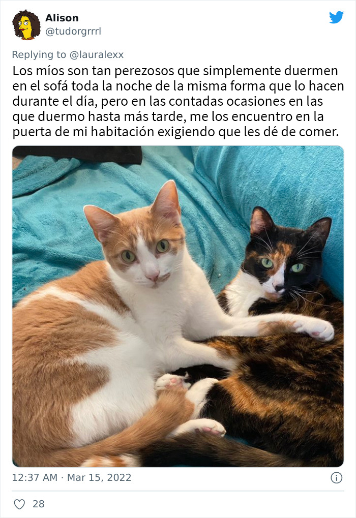 Estos usuarios relatan cómo son las curiosas rutinas nocturnas de sus gatos