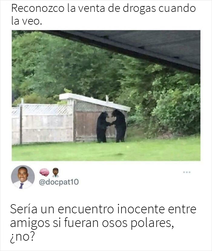 Osos malditos