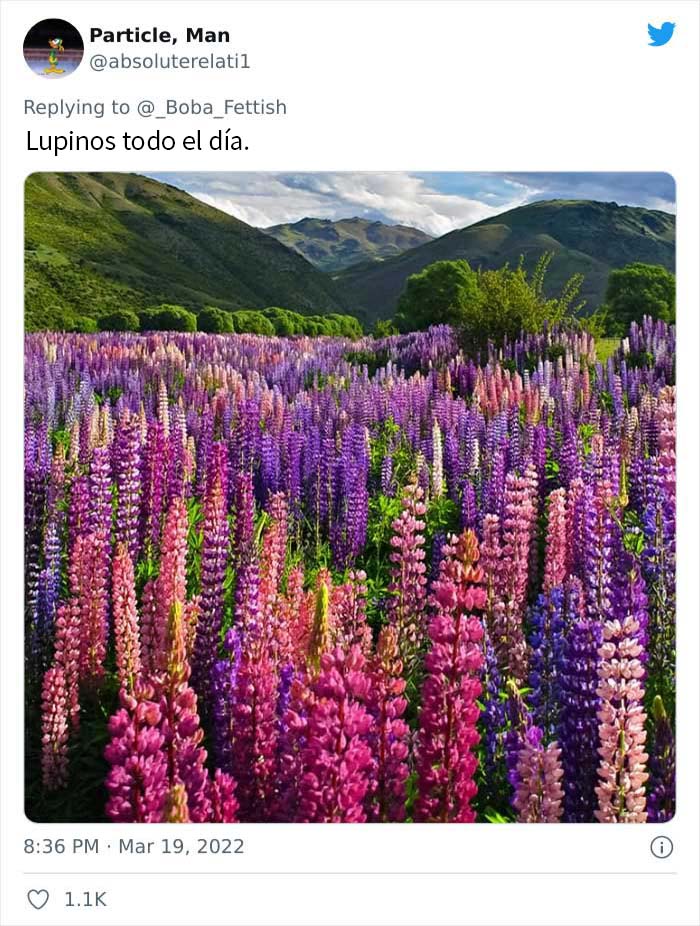 Lupinos