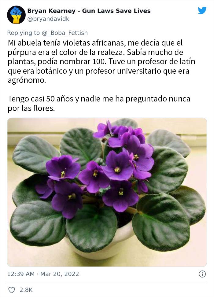 Violetas africanas