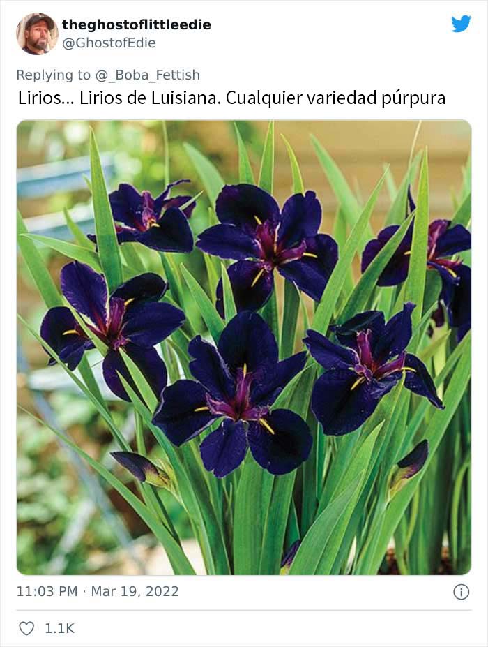 Lirios de Luisiana púrpuras