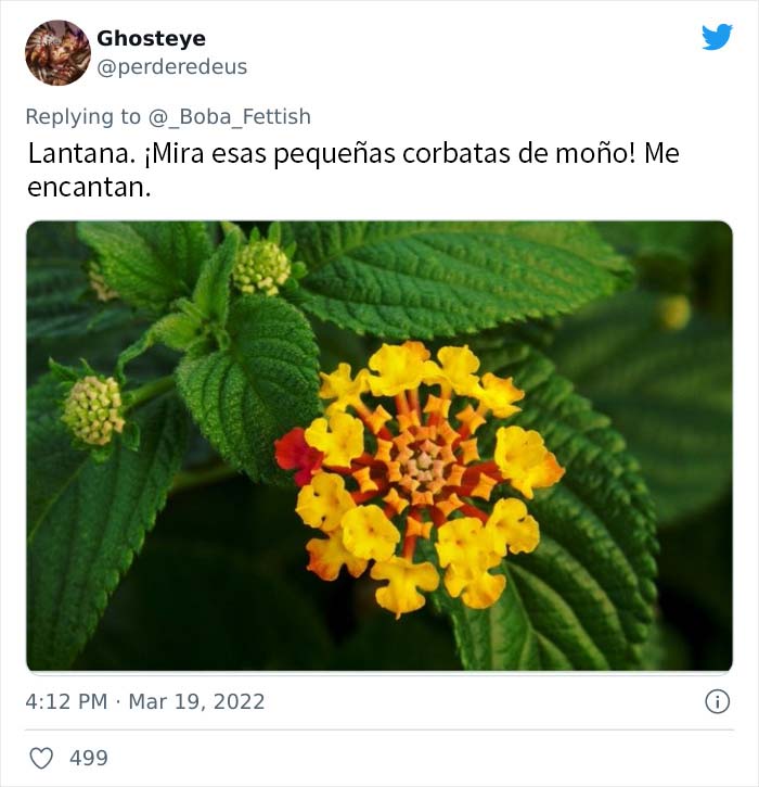 Lantanas