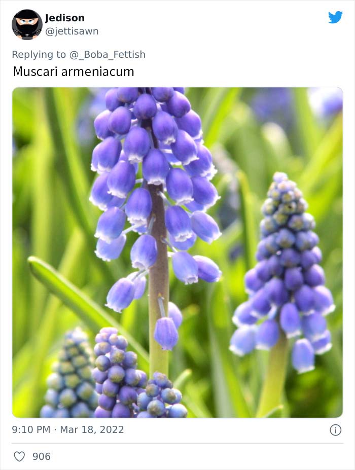 Muscari armeniacum