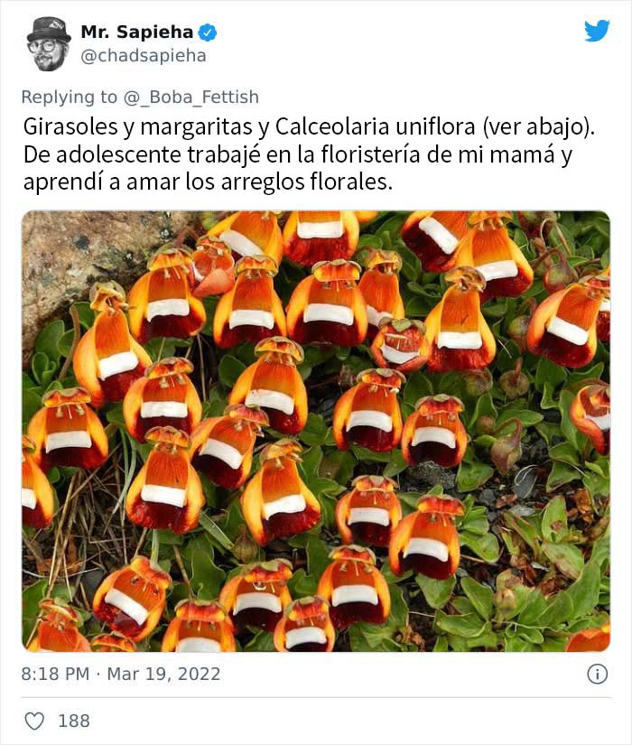 Calceolaria uniflora