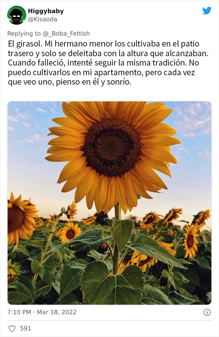 Girasoles