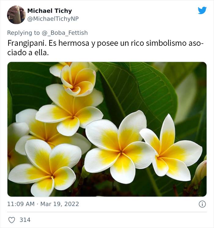 Frangipani