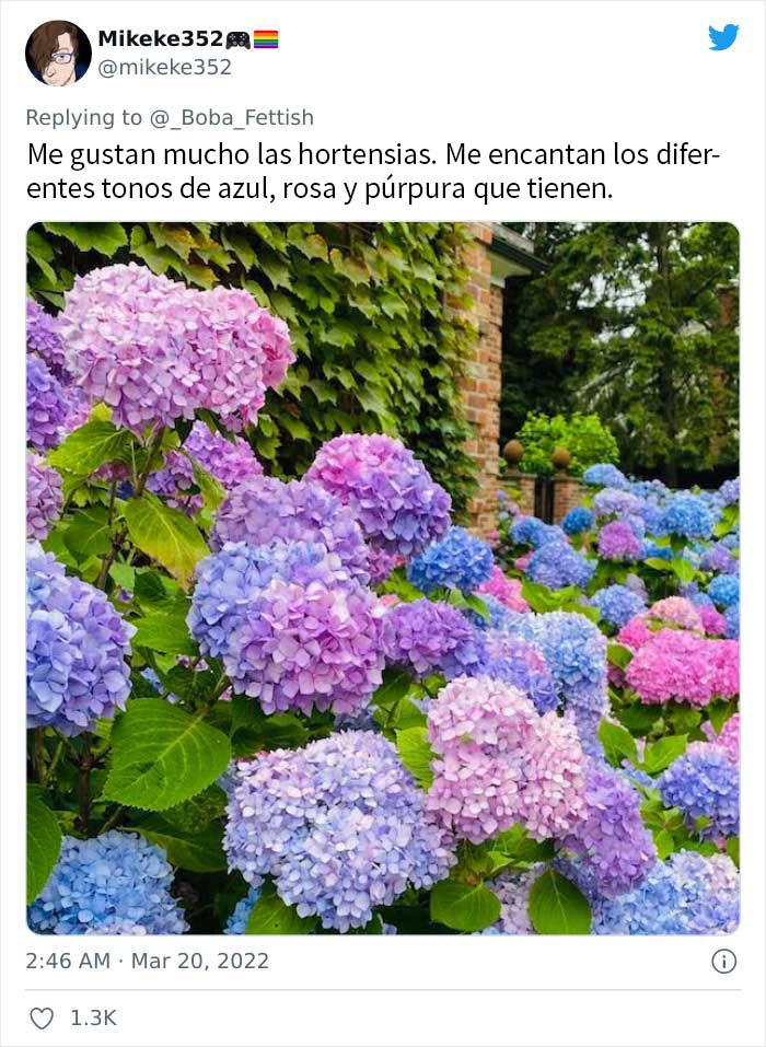 Hortensias