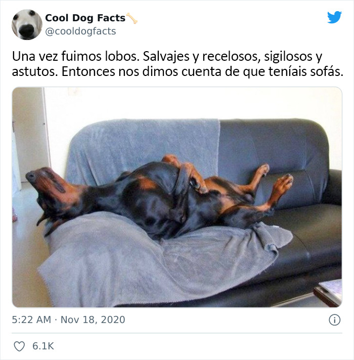 30 Tweets That Show Dogs Are Truly Man's Best Friends, Shared By This Twitter Account Dedicated To Cool Dog Facts