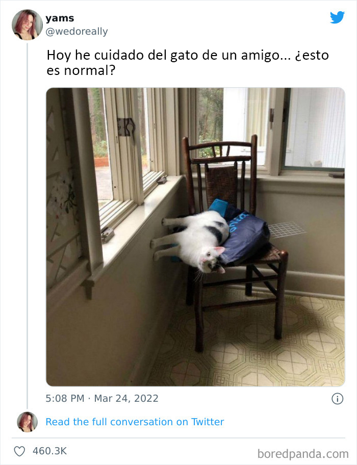 50 Hilariously Spot-On Tweets About Life With Cats And Dogs