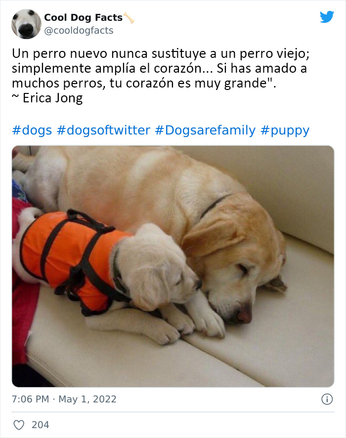 30 Tweets That Show Dogs Are Truly Man's Best Friends, Shared By This Twitter Account Dedicated To Cool Dog Facts