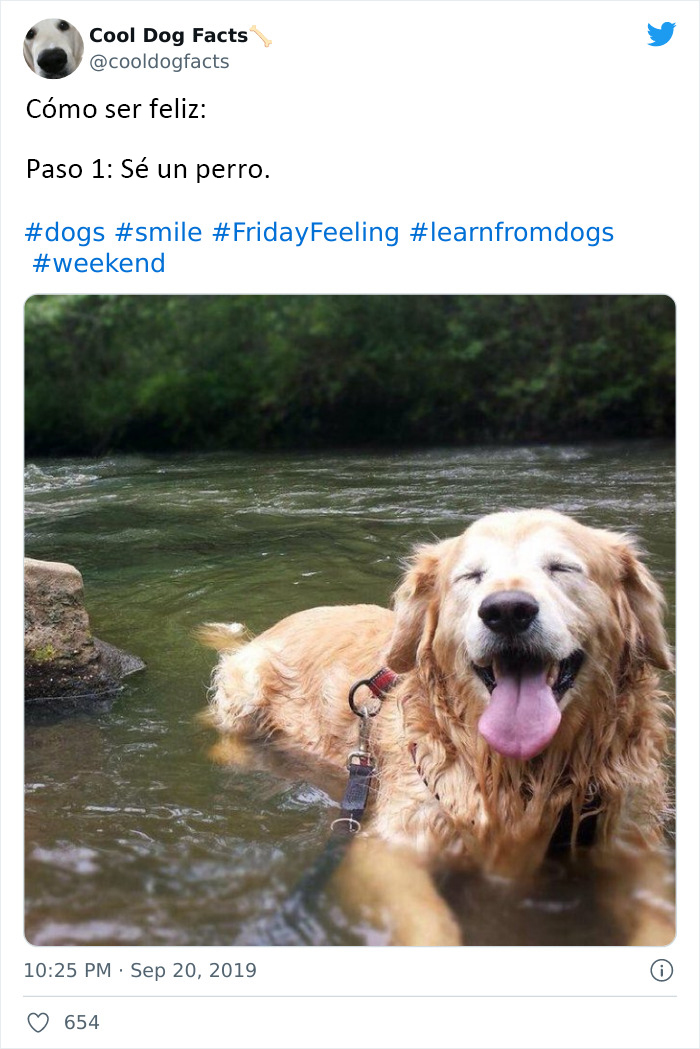 30 Tweets That Show Dogs Are Truly Man's Best Friends, Shared By This Twitter Account Dedicated To Cool Dog Facts