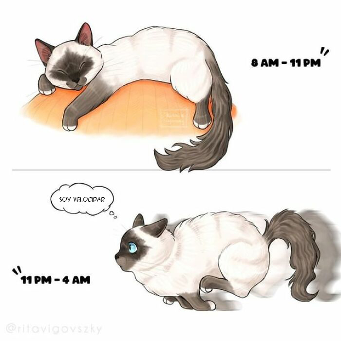 "What It's Like To Have A Cat": 40 Illustrations By This Artist (New Pics)