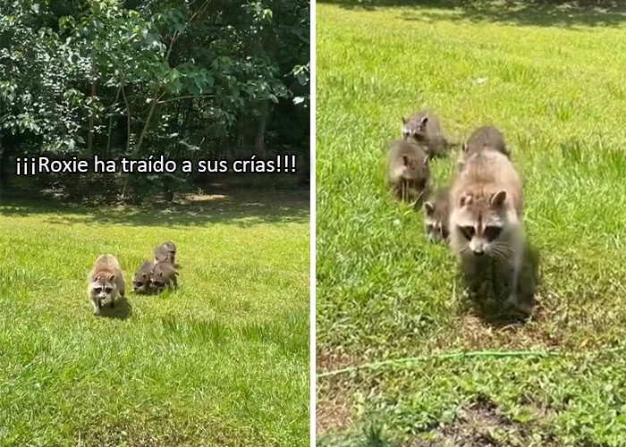 Esta madre mapache lleva a sus 4 hijos a conocer a la señora que le daba de comer