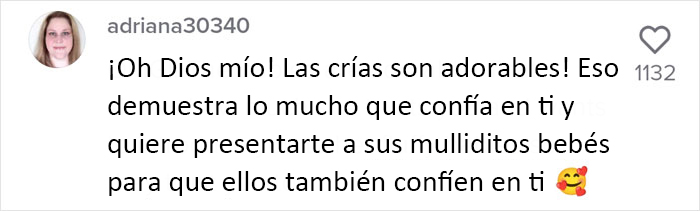 Esta madre mapache lleva a sus 4 hijos a conocer a la señora que le daba de comer