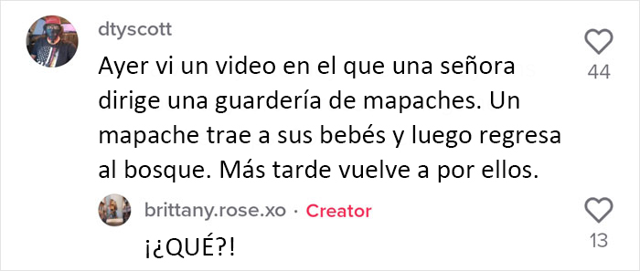 Esta madre mapache lleva a sus 4 hijos a conocer a la señora que le daba de comer