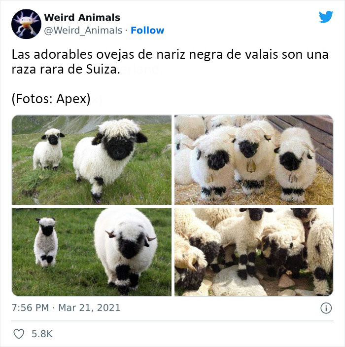 Twitter Page Shares 50 Animals That You Probably Haven't Seen Before