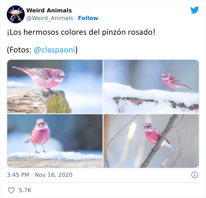 Twitter Page Shares 50 Animals That You Probably Haven't Seen Before