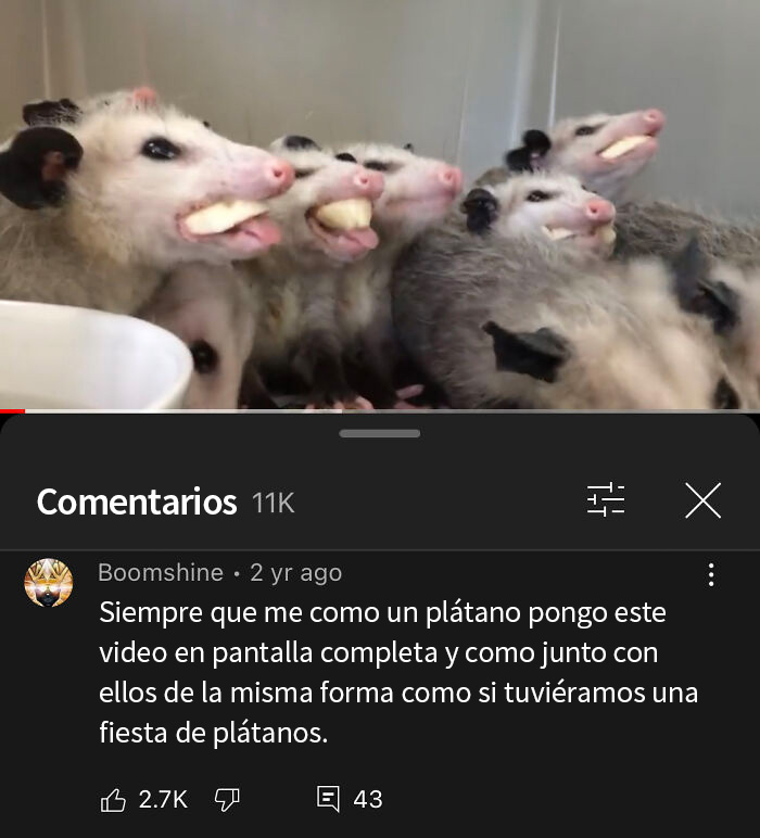 Zarigüeyas comiendo plátanos